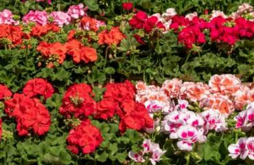 Poklon-bonovi za kupnju sadnica cvijeća