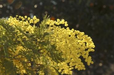 Humanitarna akcija za kupnju mamografa