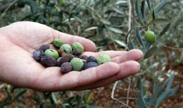 PRIJAVA ZA ŠTETE NASTALE NA MASLINAMA I VINOVOJ LOZI