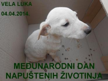 Međunarodni dan napuštenih životinja