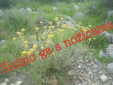 Večer kađenja – Trtajun i Luško lito
