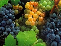Obavijest vinogradarima upisanima u Vinogradarski registar
