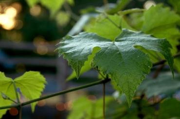 Obavijest vinogradarima poljoprivredne savjetodavne službe