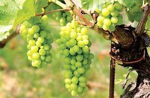 Preporuka vinogradarima