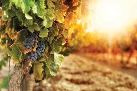 OBAVIJEST VINOGRADARIMA