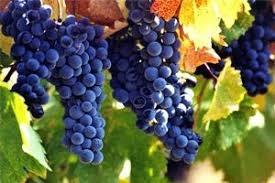 Obavijest vinogradarima