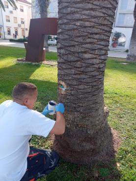 Tretiranje palmi protiv širenja crvene palmine pipe i palminog drvotoča