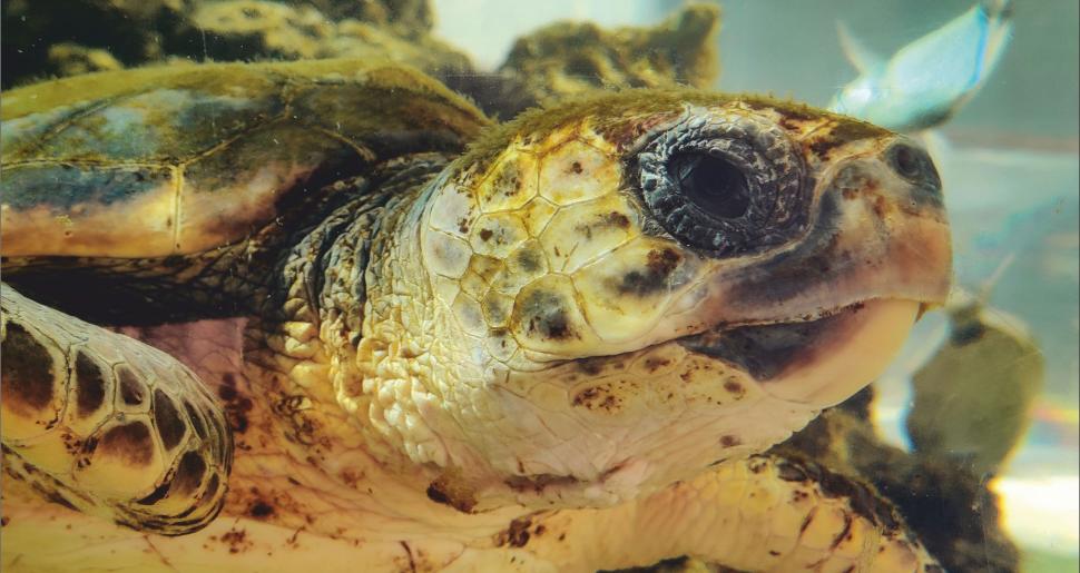 Poziv na manifestaciju povratka morskih kornjača u prirodu u Lumbardi